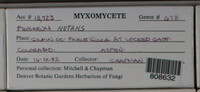 Physarum nutans image